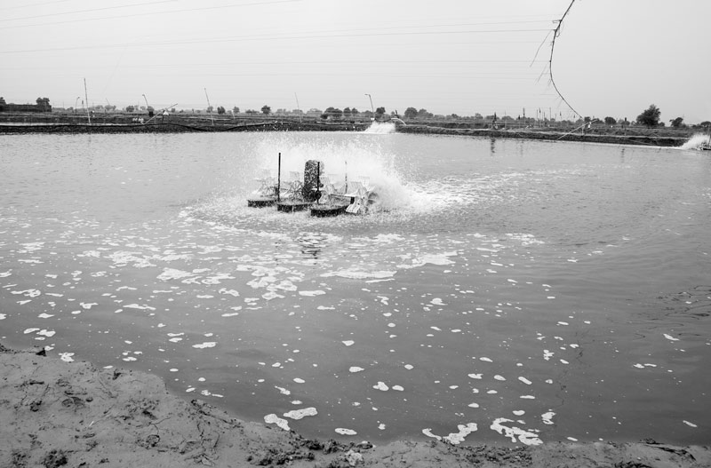 Shrimp Farming in Saline Agricultural Fields in Haryana - paddle wheel aerator as indispensable  equipment for shrimp farming